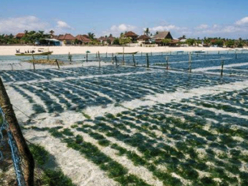 海藻生态修复
